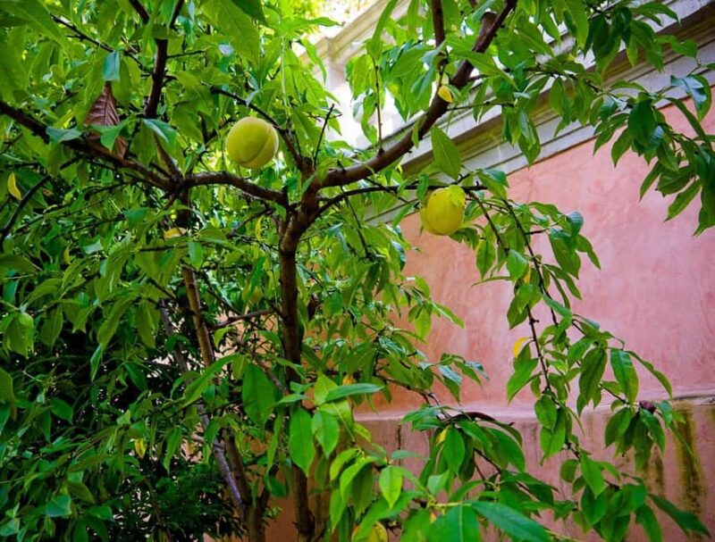 Padua Botanical Garden: Sacred Architecture and Plant Intelligence - Exploring the Historic Botanical Garden of Padua