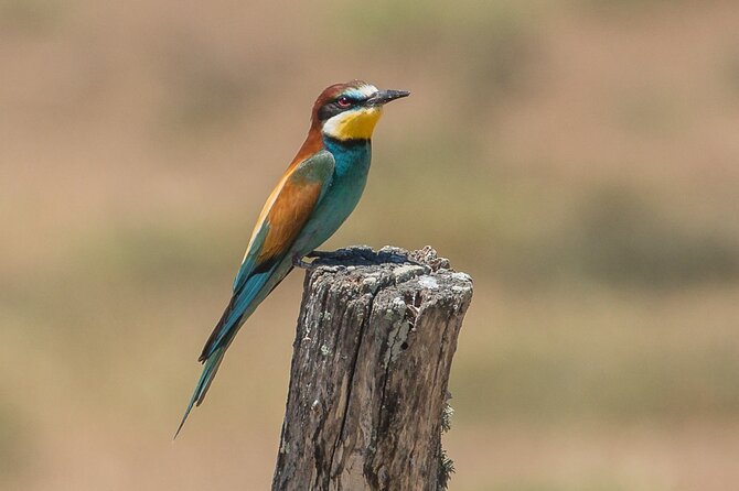Paella, Olive Oil, Wine & Relax in Rural Estate outside Madrid - The Handmade Soap Gift from the Estate