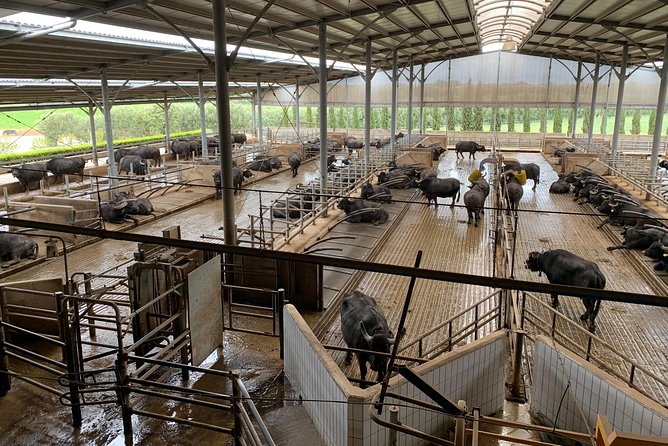 PAESTUM and POMPEI - What Sets This Tour Apart