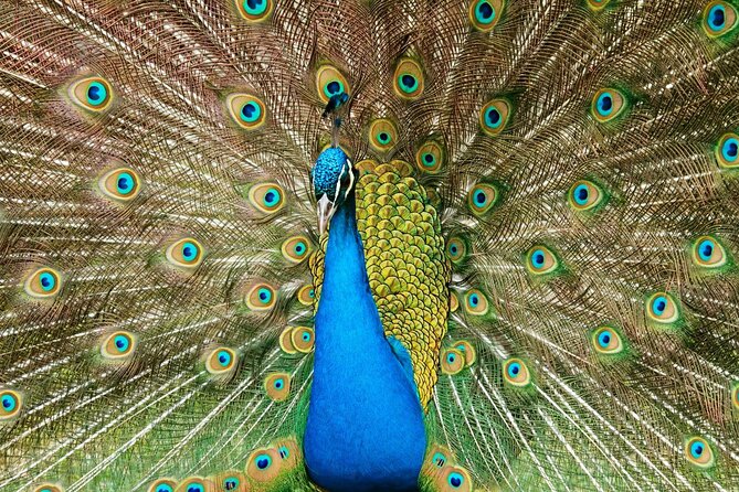 Pafos Zoo Visit & Blue Lagoon Cruise with Local Guide from Paphos - Accessibility and Suitability for Different Guests