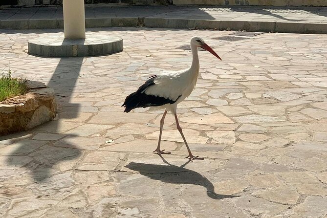 Pafos Zoo Visit & Blue Lagoon Cruise with Local Guide from Paphos - The Experience of the Local Guide: Knowledgeable and Friendly