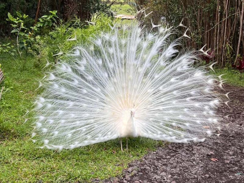 Pahoa: Ranch Tour with Animal Feedings and Interactions - Pahoa: Ranch Tour with Animal Feedings and Interactions — An Authentic Hawaiian Ranch Experience for $75