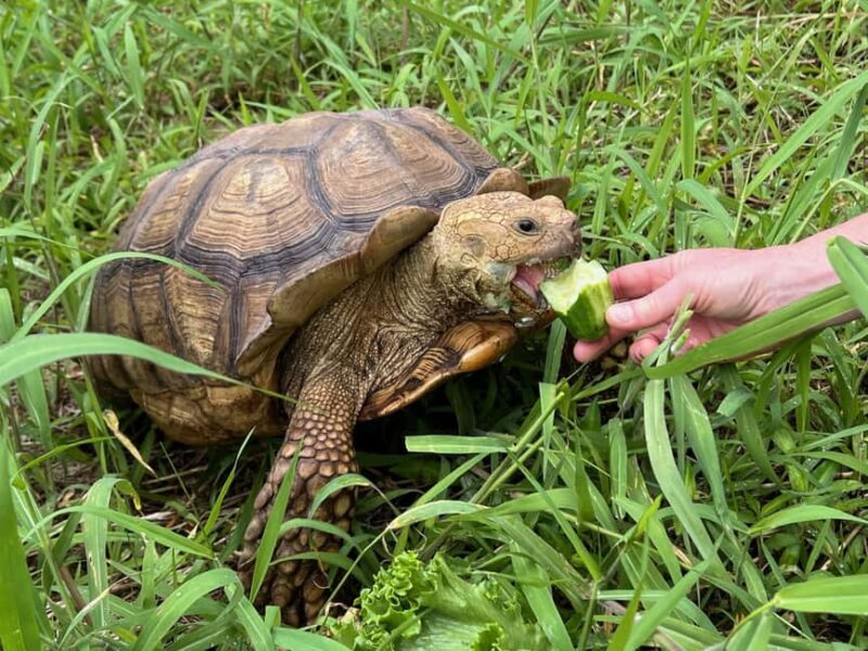 Pahoa: Ranch Tour with Animal Feedings and Interactions - Practical Details: Meeting Point and Group Size