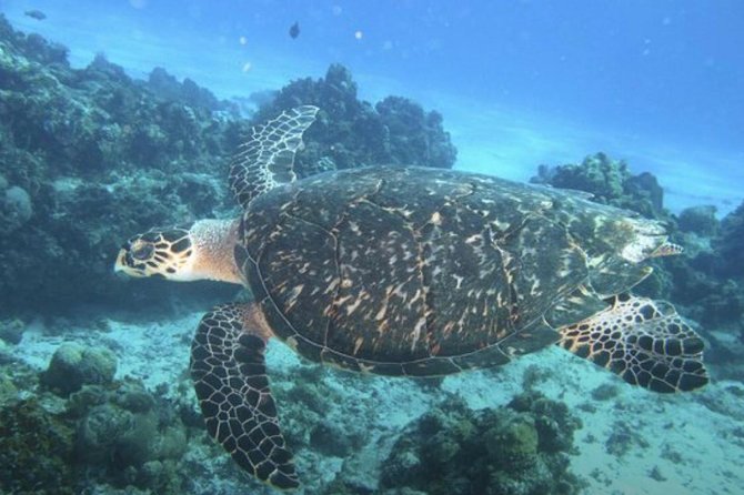 Palancar, Columbia and El Cielo Cozumel Snorkeling Tour - Key Points