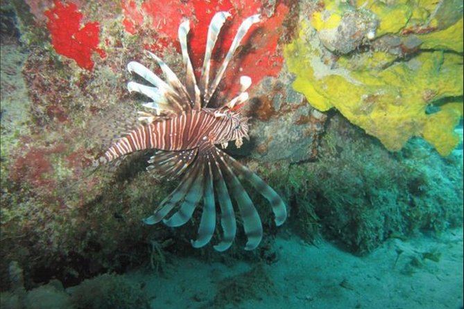 Palancar, Columbia and El Cielo Cozumel Snorkeling Tour - Palancar Reef: Deep Water Adventure with Colorful Marine Life