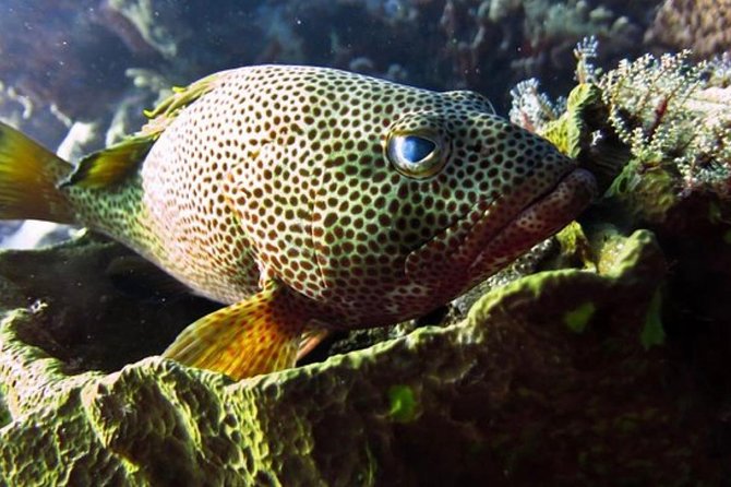 Palancar, Columbia and El Cielo Cozumel Snorkeling Tour - Equipment and Safety Measures