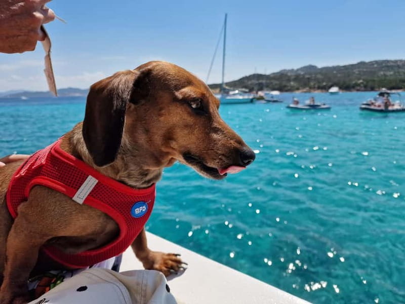 Palau: La Maddalena Archipelago Comfort Boat Tour with Stops - Frequently Asked Questions