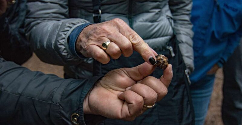 Palazzolo Acreide: Truffle Hunting with Lunch and Wine - Discover the Charm of Palazzolo Acreide and Its Truffle Hunt