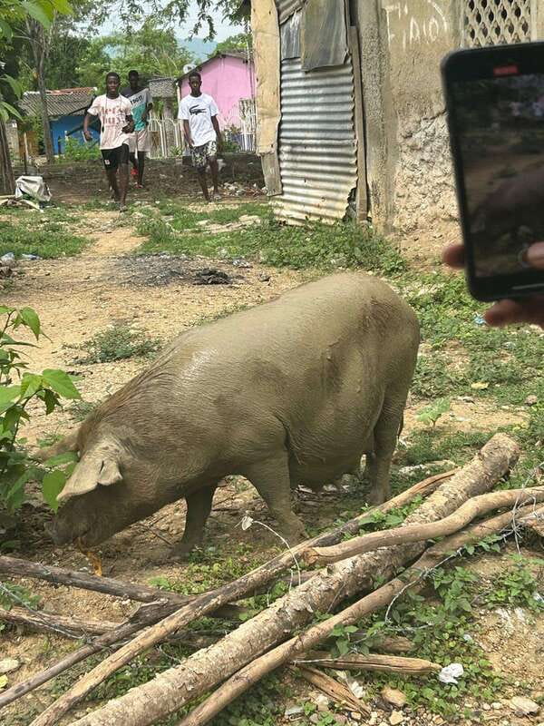 Palenque: Eco-Tour on Horseback with Lunch - The Traditional Colombian Lunch Experience