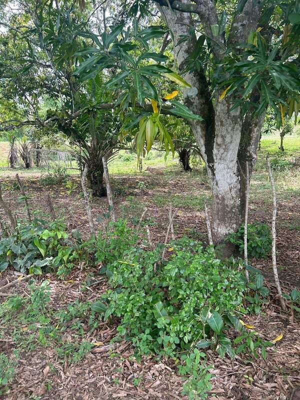 Palenque: Eco-Tour on Horseback with Lunch - Why Choose This Palenque Horseback Tour?