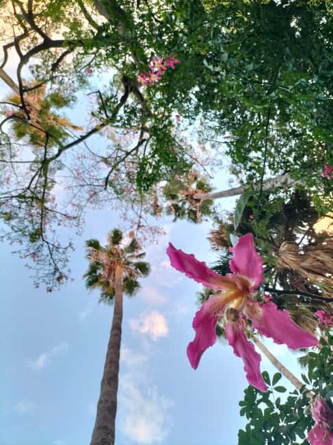 Palermo: Guided Tour of the Botanical Garden - From the Gymnasium to the Tineo Room: The Garden’s Key Collections