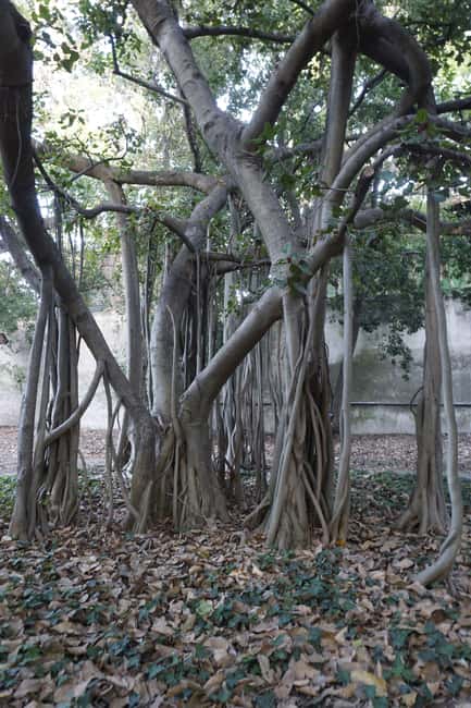 Palermo: Guided Tour of the Botanical Garden - Flexibility and Booking Options