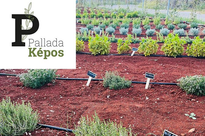 Pallada Semi-Private Olive Oil Tours in Sternes, Chania - Sampling Crete’s Traditional Cuisine