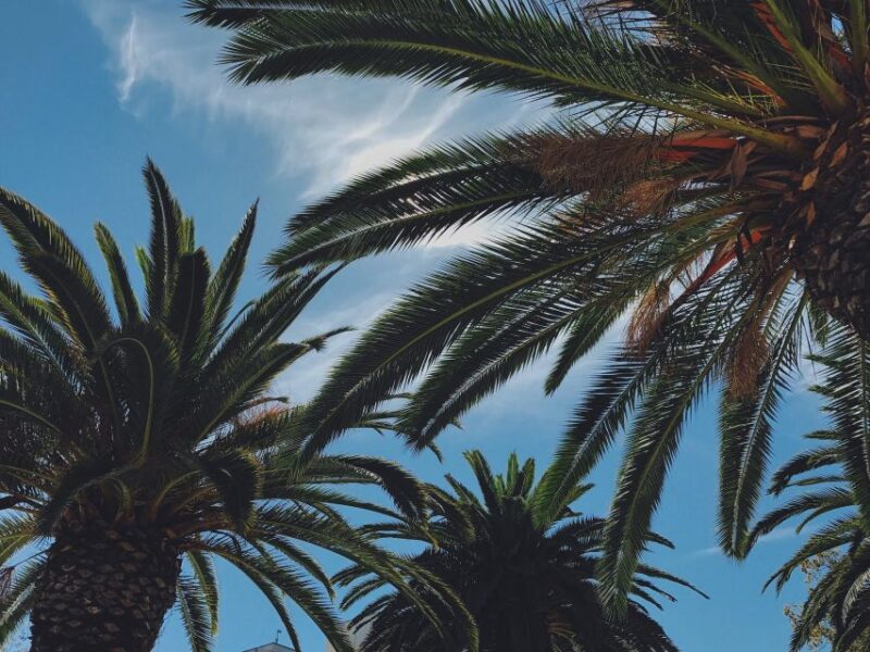 Palm Beach: Historical Bicycle Tour of Palm Beach Island - Group Experience, Pacing, and Suitability