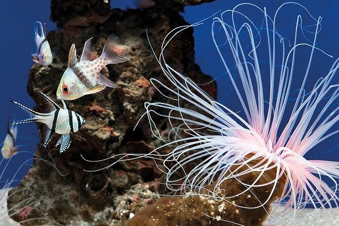 Palma Acquarium with Transfer - The Convenience of Pickup and Return Transfers in Palma