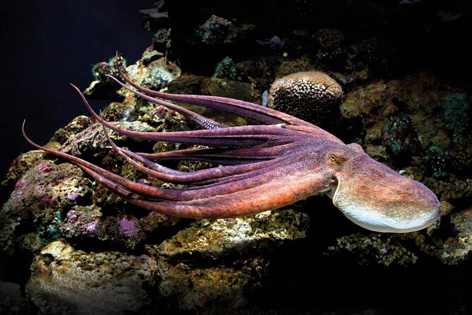 Palma Acquarium with Transfer - Behind-the-Scenes with the Gold Ticket