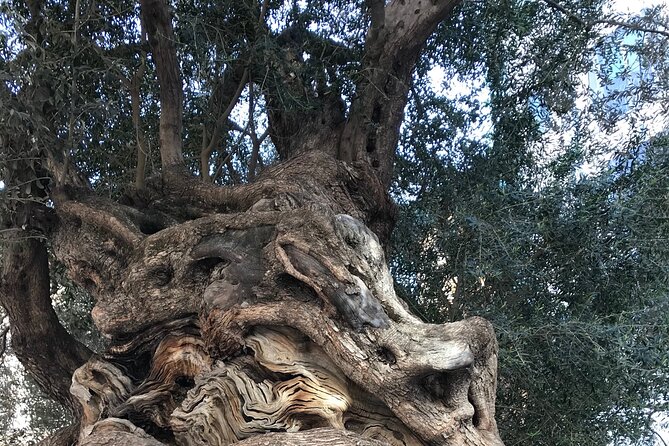 Palma de Mallorca: PRIVATE Local Food And Cathedral Experience - Discover Palma’s Unique Local Food Scene at Mercat De S’olivar