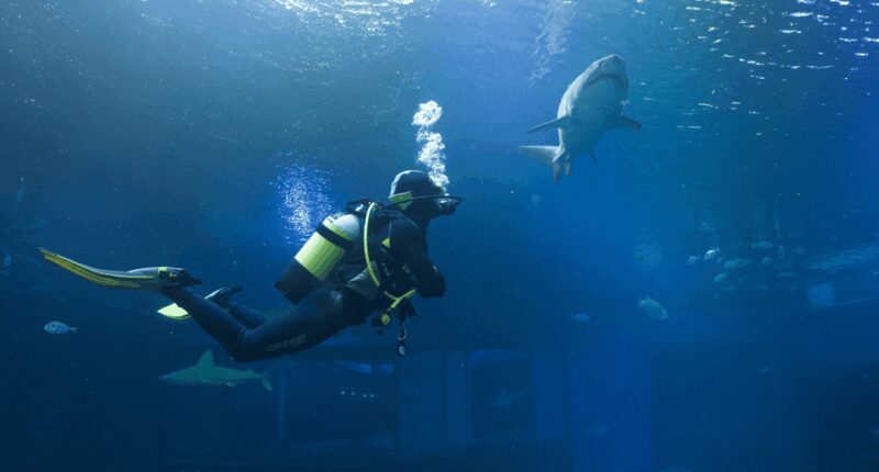 Palma de Mallorca: Shark Dive at Palma Aquarium - Key Points