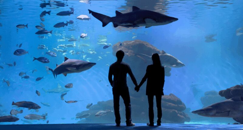 Palma de Mallorca: Shark Dive at Palma Aquarium - Practical Considerations for Participants