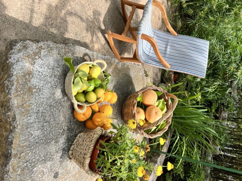 Palma: Orange Farm, Olive Mill, & Winery Tour with Tastings - Explore Mallorca’s Orange Valley in Style