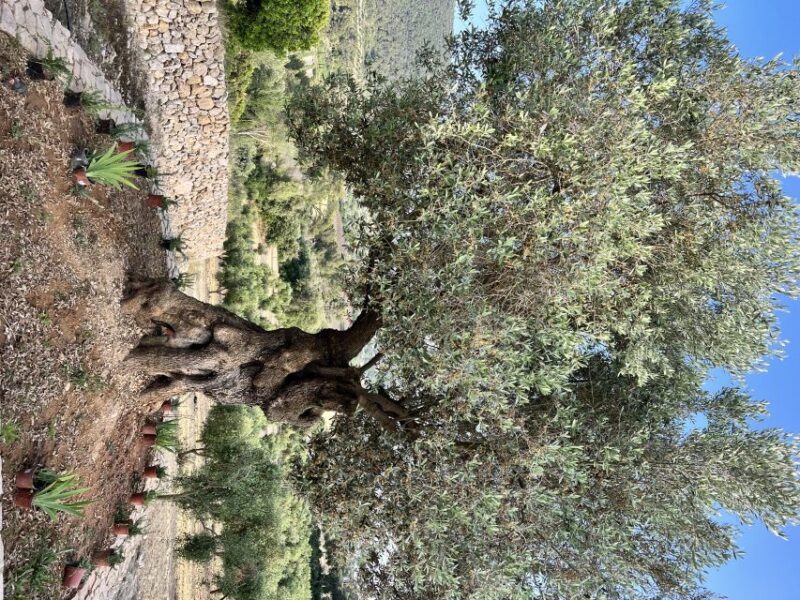 Palma: Orange Farm, Olive Mill, & Winery Tour with Tastings - Logistics and Group Experience