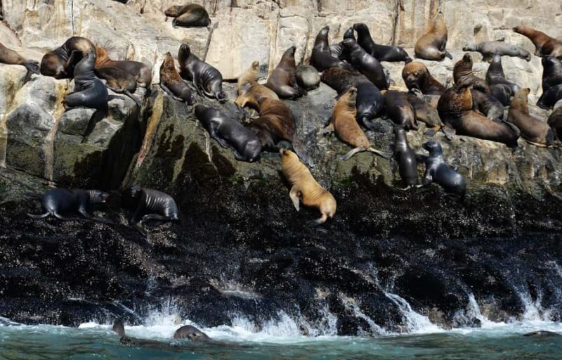 Palomino Islands Yacht Tour and swim alongside the sea lions - The Guides Role and Tour Experience