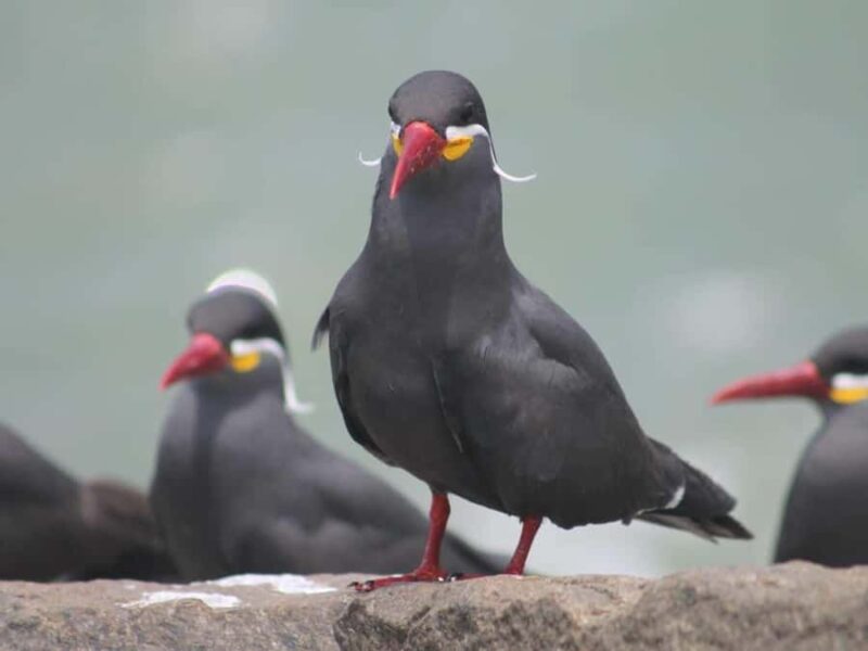 Palomino Islands Yacht Tour and swim alongside the sea lions - The Sum Up: A Memorable Wildlife and Marine Experience