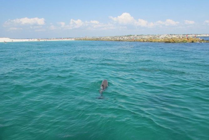 Panama City Beach Dolphin Sightseeing Sail - Scenic Cruising in Panama City Beach’s Waters