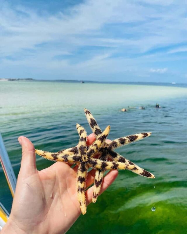 Panama City Beach: Shell Island Catamaran Snorkeling Tour - Sailing into the Gulf of Mexico