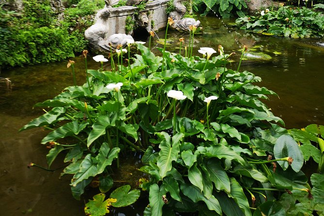 Panorama Dubrovnik & Arboretum Trsteno PRIVATE TOUR - Dubrovnik Panorama & Scenic Viewpoints