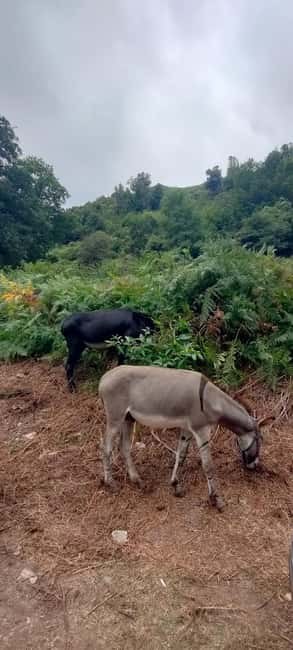 Panoramic breakfast, Santa Lucia Di Moriani - Panoramic Breakfast in Santa Lucia di Moriani: A Quiet Morning with Stunning Views
