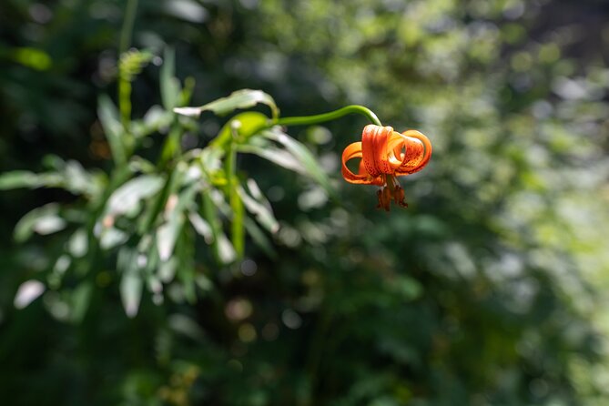 Panoramic hike in Julian Alps - From Bled to the Julian Alps: Starting Point and Transportation