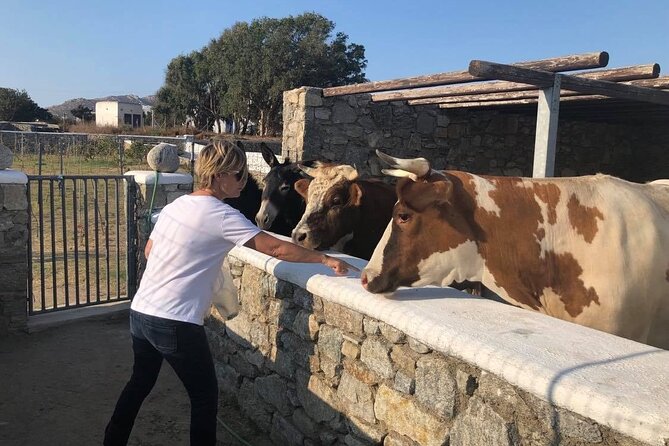 Panoramic Island Tour - Why the Tour Offers a Comfortable and Flexible Experience