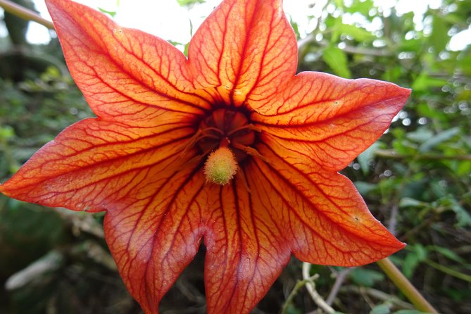 Panoramic route across the Teno rural Park in Tenerife - Starting Point and Transportation Logistics in Buenavista del Norte