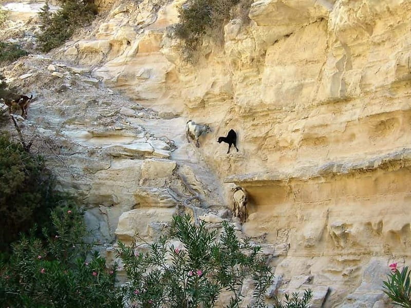 Paphos: Land Rover Jeep Safari Coastal Tour and Blue Lagoon - Scenic Viewpoints and Photo Stops