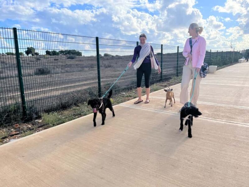 Paphos: Lighthouse Area Beach Walk with Rescue Dogs - Learning About the Rescue Stories and Project Mission