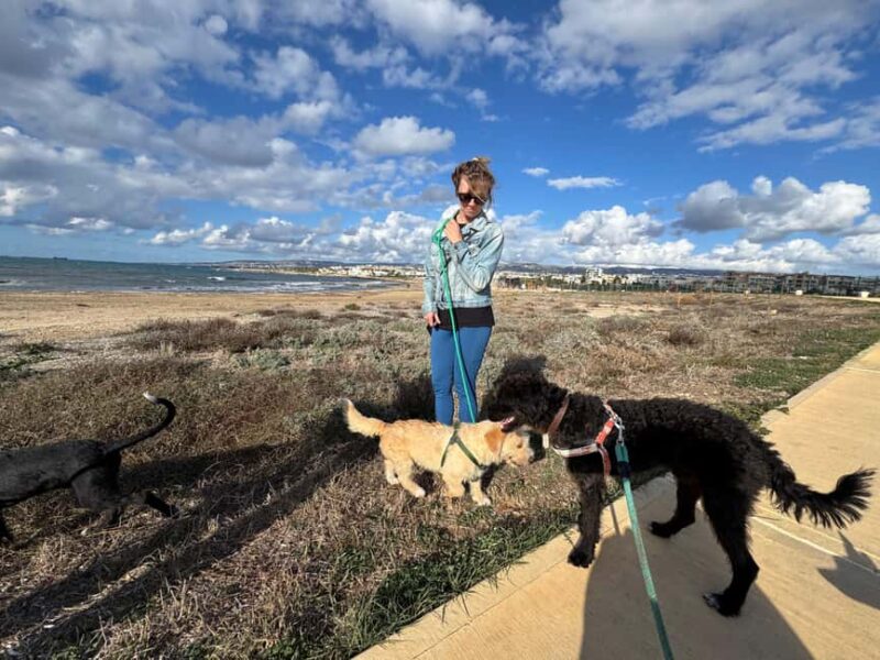 Paphos: Lighthouse Area Beach Walk with Rescue Dogs - Ending with a Calm Reflection and Q&A