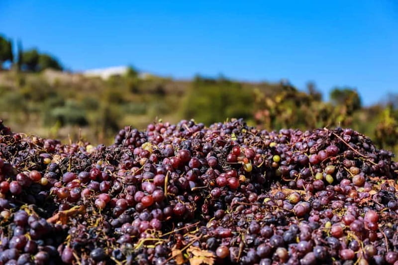 Paphos: Local Wineries Tour with Wine Tastings - What to Expect from the Wine Tasting Experience