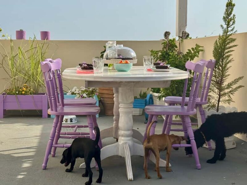 Paphos/ Peyia: Coffee, Cake, and Cuddles with Rescue Puppies - Who Would Most Enjoy This Tour