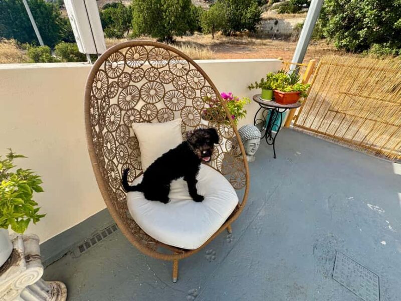 Paphos/ Peyia: Coffee, Cake, and Cuddles with Rescue Puppies - The Sum Up: A Gentle, Supportive Encounter with Rescue Puppies