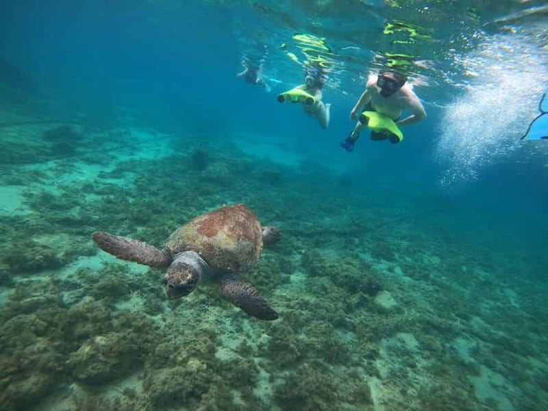 Paphos: Turtle-Watching Snorkeling Sea Scooter Trip - Additional Perks and Bonus Offers