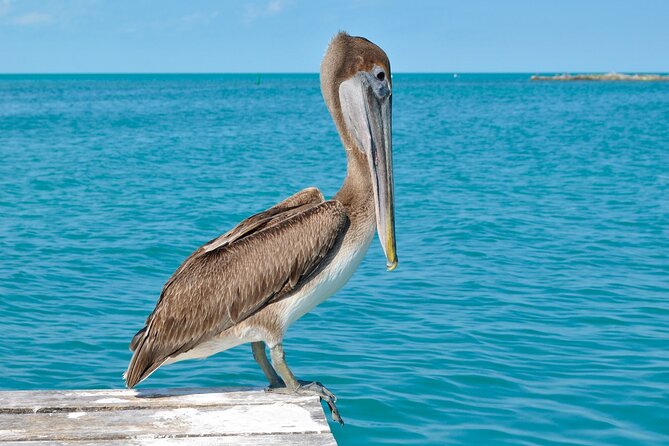 Paradise Islands Tour: Isla Contoy and Isla Mujeres - Practical Details and Group Size