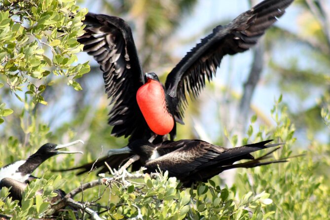 Paradise Islands Tour: Isla Contoy and Isla Mujeres - The Experience Provider: WISEST TRAVEL