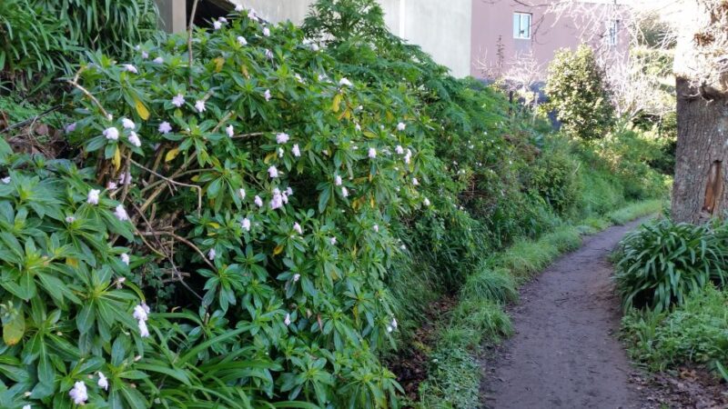 Paradise Valley half-day morning walk. - Convenient Logistics with Hotel Pickup