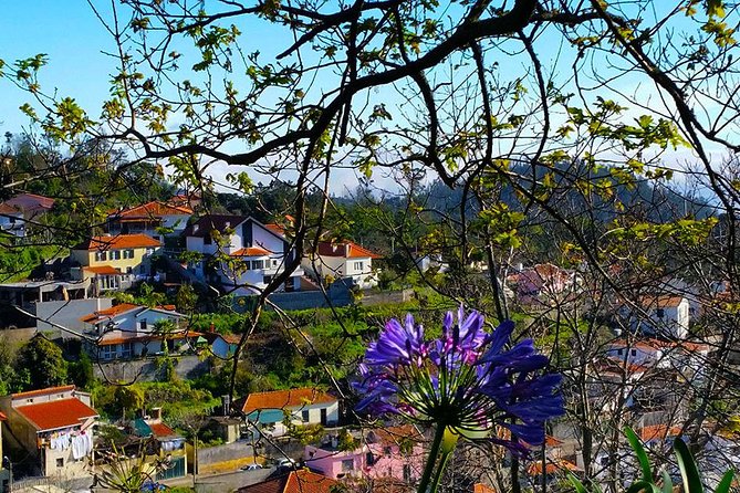 Paradise Valley - Levada Walk - The Forest Environment and Flora Along the Route