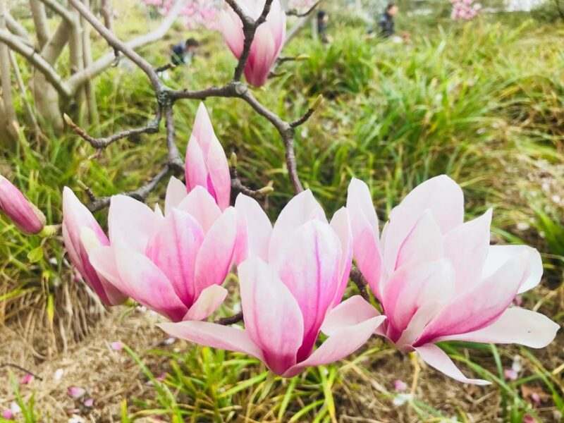 Paris 1h30-Hour Perfume Walking Tour - Learning About French Perfume History and Trends