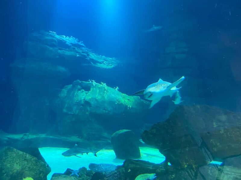 Paris: Aquarium de Paris, A Dive into the Deep Blue Wonder - Convenient Location Near the Eiffel Tower