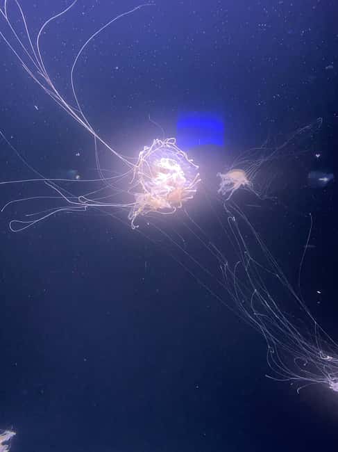 Paris: Aquarium de Paris, A Dive into the Deep Blue Wonder - Flexible Booking, Cancellation, and Accessibility