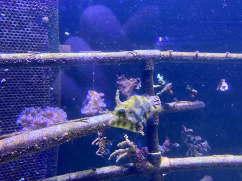 Paris: Aquarium de Paris, A Dive into the Deep Blue Wonder - Practical Tips for Visiting the Aquarium de Paris