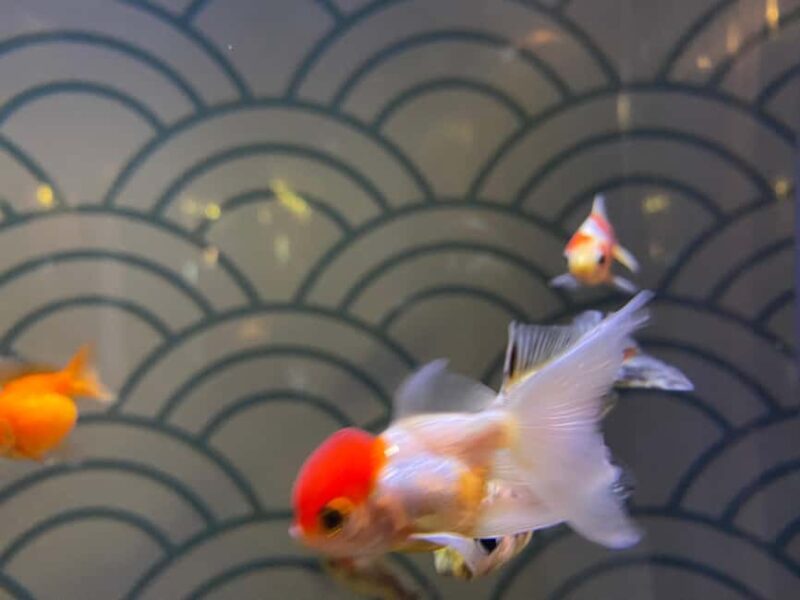 Paris: Aquarium de Paris, A Dive into the Deep Blue Wonder - Who Will Enjoy This Marine Adventure in Paris?